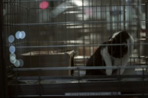 【静岡市のペット探偵】